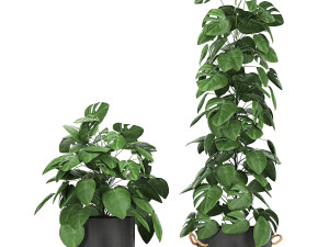 monstera in a pot for the interior 775 3D मॉडल