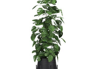 monstera in a pot for the interior 775 3D Model