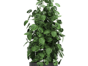 monstera in a pot for the interior 775 3D मॉडल