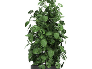monstera in a pot for the interior 775 3D Model