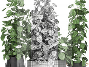 monstera in a pot for the interior 775 3D मॉडल