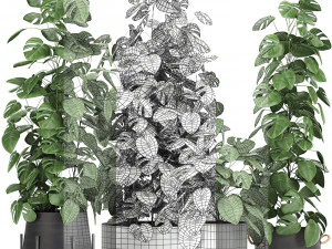 monstera in a pot for the interior 775 3D Model