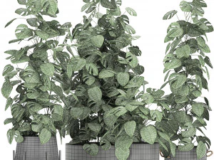 monstera in a pot for the interior 775 3D Model
