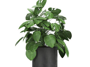 monstera in a pot for the interior 775 3D Model