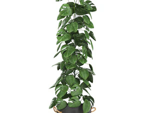 monstera in a pot for the interior 775 3D Model