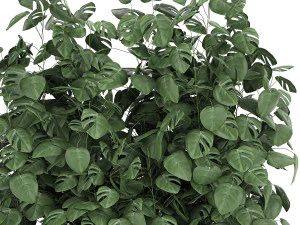 monstera in a pot for the interior 776 3D Model