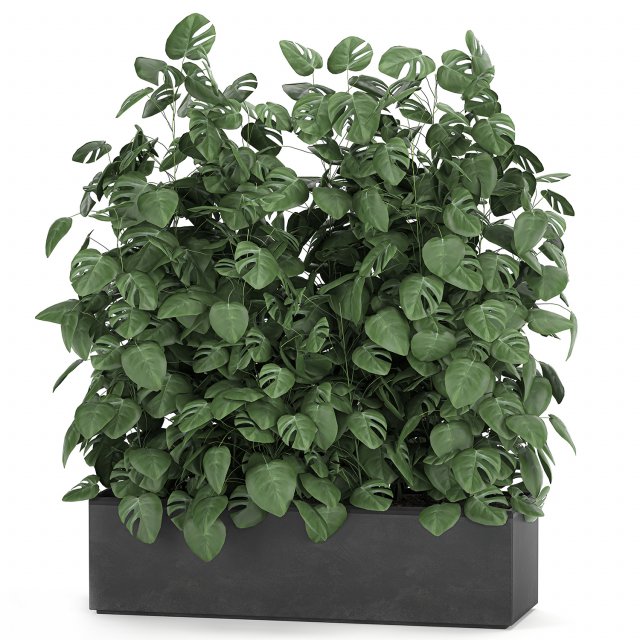 monstera in a pot for the interior 776 3Dモデル .c4d .max .obj .3ds .fbx .stl .blend 