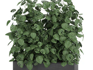 龟背竹在盆中用于室内装饰 776 3D 模型