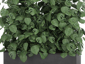 monstera in a pot for the interior 776 3D Model