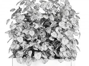 monstera in a pot for the interior 776 3D Model