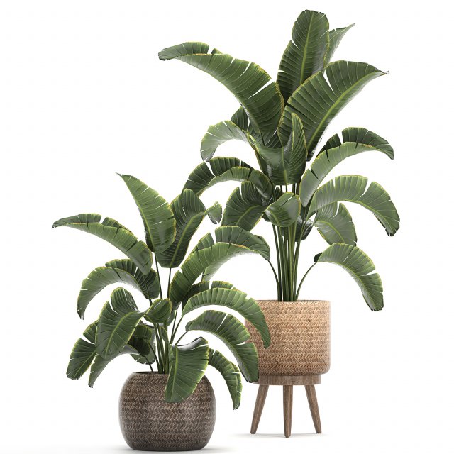 banana palm in a rattan basket 777 3Dモデル .c4d .max .obj .3ds .fbx .stl .blend