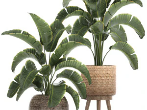 banana palm in a rattan basket 777 3D Model