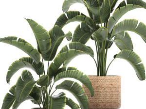 banana palm in a rattan basket 777 3Dモデル