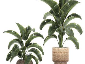 banana palm in a rattan basket 777 3Dモデル