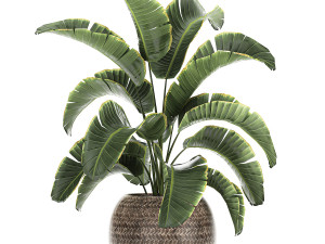 banana palm in a rattan basket 777 3Dモデル