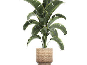 banana palm in a rattan basket 777 3Dモデル