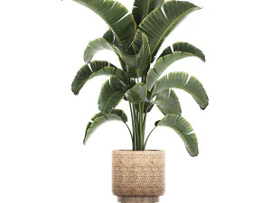 banana palm in a rattan basket 777 3D Model