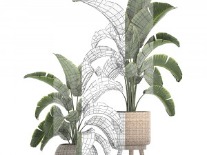 banana palm in a rattan basket 777 3Dモデル