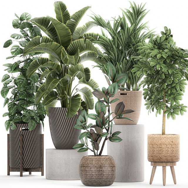 ornamental plants in a rattan basket 778 3D Model .c4d .max .obj .3ds .fbx .stl .blend 