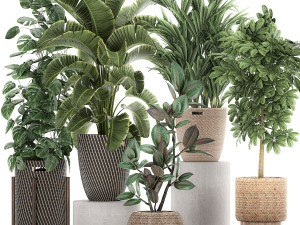ornamental plants in a rattan basket 778 3D Model