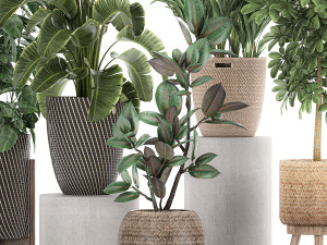 ornamental plants in a rattan basket 778 3D Model