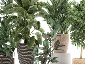 ornamental plants in a rattan basket 778 3D Model