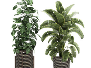 ornamental plants in a rattan basket 778 3D Model