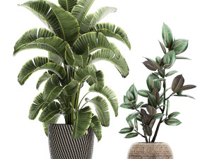 ornamental plants in a rattan basket 778 3D Model