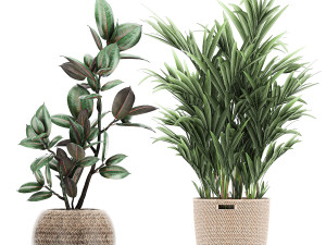 ornamental plants in a rattan basket 778 3D Model