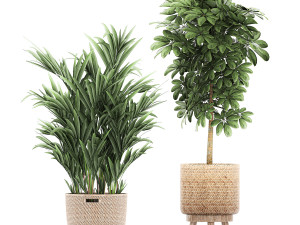 ornamental plants in a rattan basket 778 3D Model