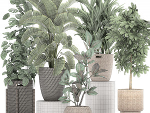 ornamental plants in a rattan basket 778 3D Model