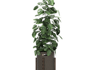 ornamental plants in a rattan basket 778 3D Model
