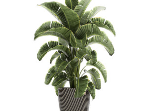 ornamental plants in a rattan basket 778 3D Model