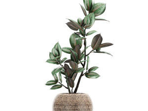 ornamental plants in a rattan basket 778 3D Model