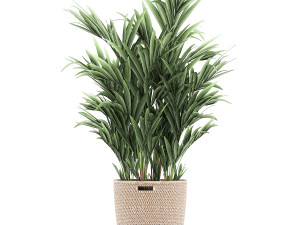 ornamental plants in a rattan basket 778 3D Model