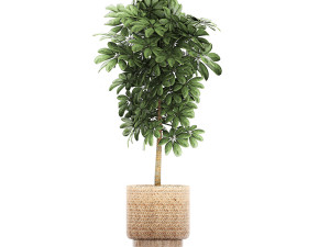 ornamental plants in a rattan basket 778 3D Model
