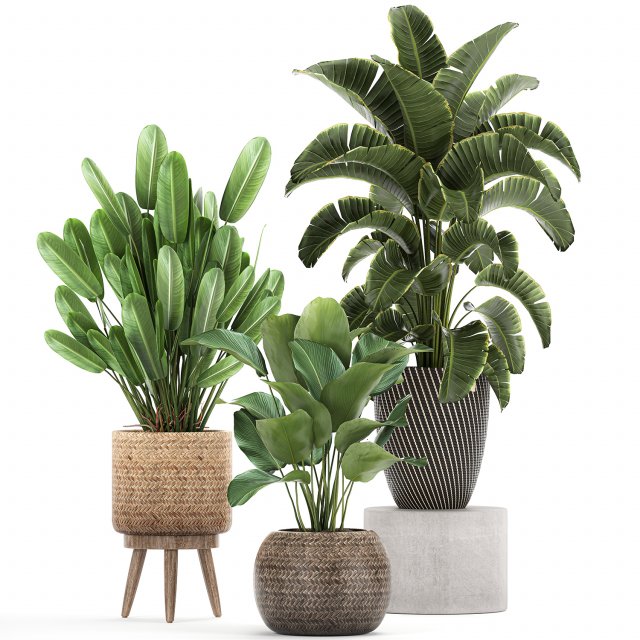 ornamental plants in a rattan basket 779 Model 3D .c4d .max .obj .3ds .fbx .stl .blend 