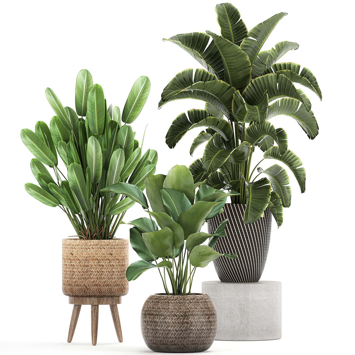 ornamental plants in a rattan basket 779 3D Model .c4d .max .obj .3ds .fbx .stl .blend 