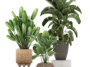 등나무 바구니에 담긴 관상용 식물 779 3D 모델