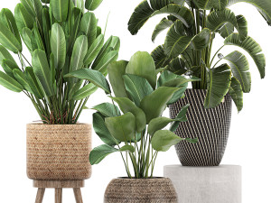 ornamental plants in a rattan basket 779 Model 3D