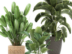 ornamental plants in a rattan basket 779 Model 3D