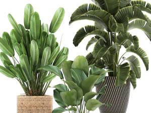 ornamental plants in a rattan basket 779 3D Model