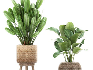ornamental plants in a rattan basket 779 3D Model