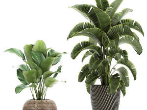 ornamental plants in a rattan basket 779 3D Model