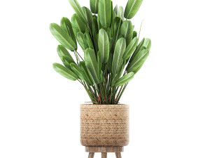 ornamental plants in a rattan basket 779 Model 3D
