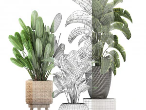 ornamental plants in a rattan basket 779 3D Model