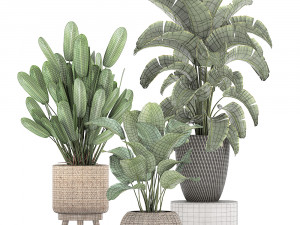 ornamental plants in a rattan basket 779 Model 3D