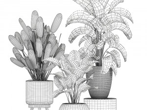 ornamental plants in a rattan basket 779 Model 3D