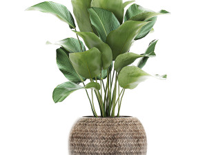 ornamental plants in a rattan basket 779 Model 3D