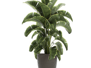 ornamental plants in a rattan basket 779 Model 3D